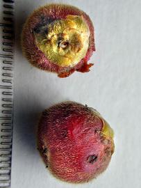   Fruits:   Pseudolmedia laevis ; Photo by P. Alvarez Loayza, Field Museum of Natural History
